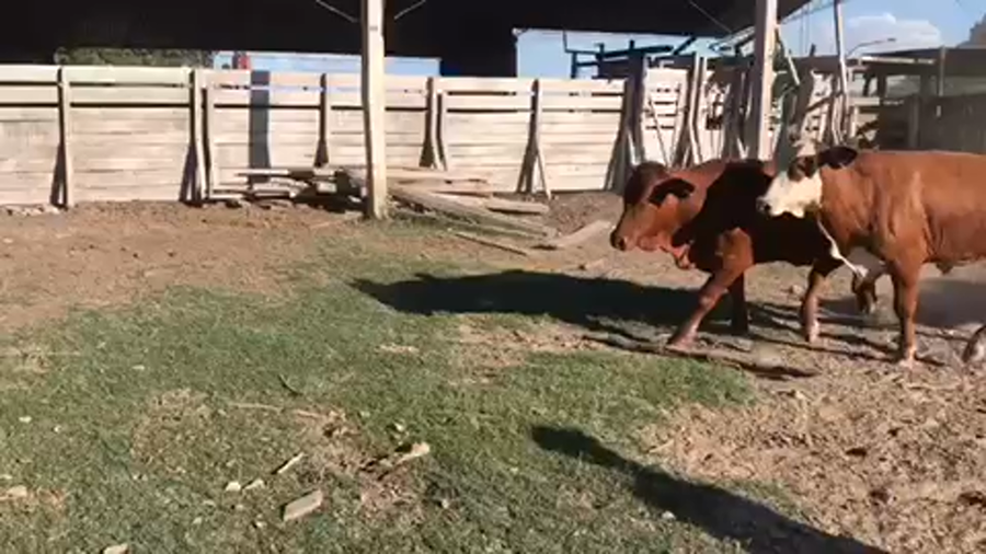 Lote 42 Novillos en Esquina, Corrientes