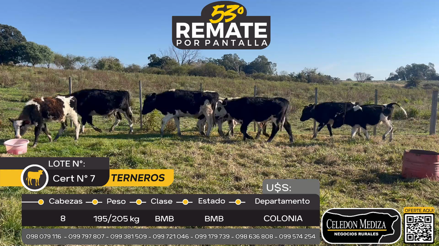 Lote 8 Terneros en Carmelo, Colonia