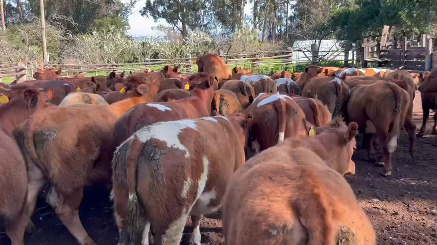 Lote 60 Vaquilla Engorda en Santo Domingo, V  Región Valparaíso