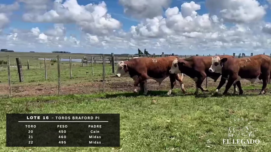 Lote Toro Braford PI