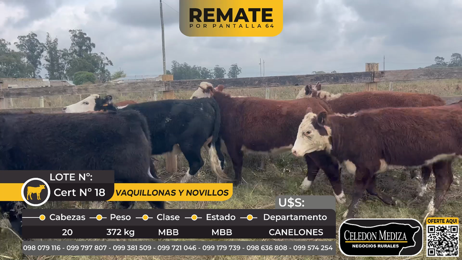 Lote 20 vaquillonas y novillos en ruta 33 a5 km de ruta 11, Canelones