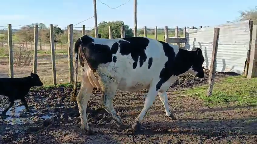 Lote Vaquillonas  a remate en Pantalla Camy 500kg - , San José