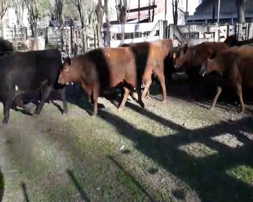 Lote 27 Terneras en Gral. Lamadrid, Buenos Aires