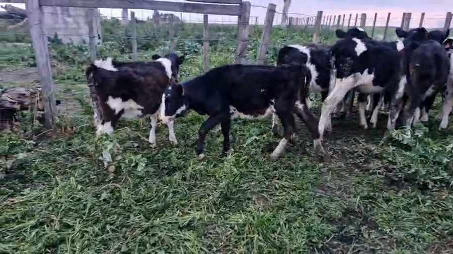 Lote 10 Terneras a remate en Pantalla Aniversario - Escritorio Camy, San José