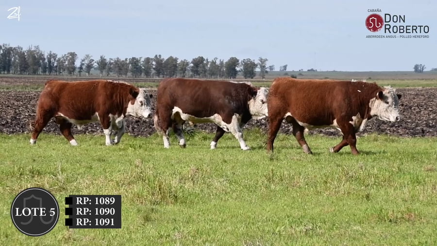 Lote Don Roberto -  POLLED HEREFORD  2  1/2   años  (febrero 2024)