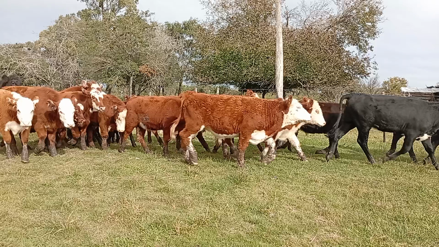 Lote 50 Terneros/as