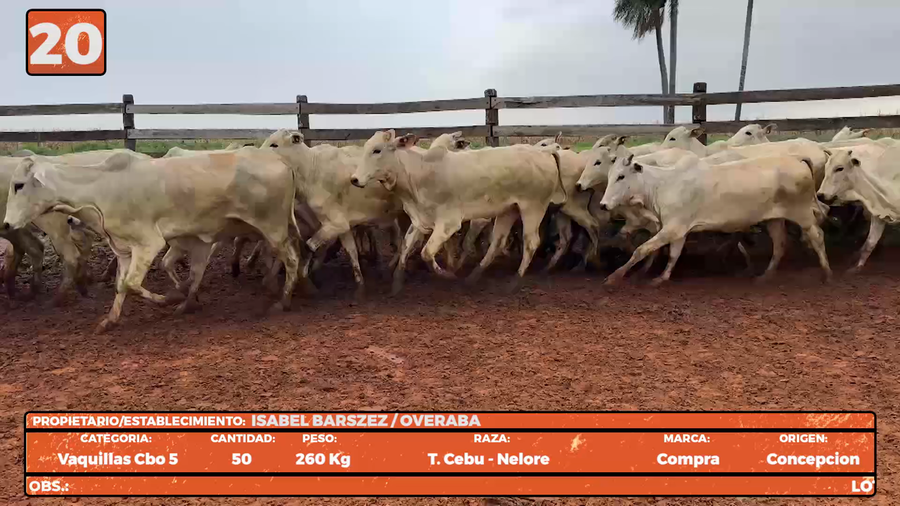 Lote LOTE 20