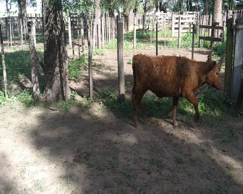 Lote 14 Vaquillonas en Gral. Lamadrid, Buenos Aires