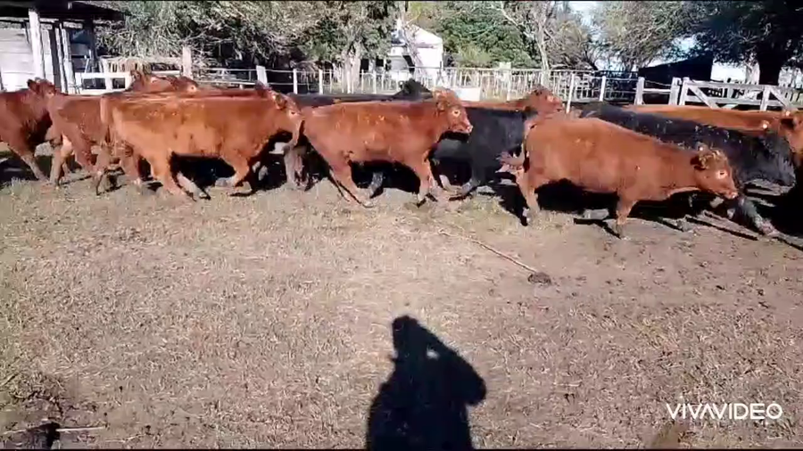 Lote 70 Terneros en Cañuelas, Buenos Aires