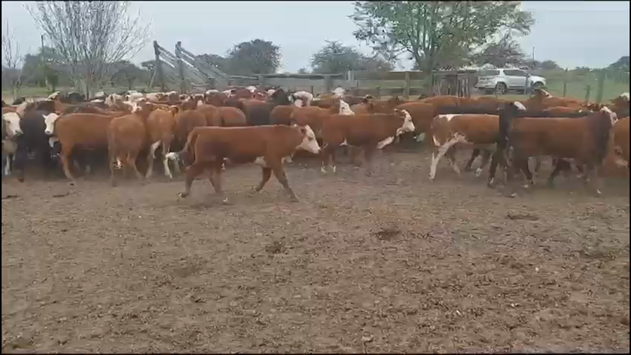 Lote 120 Terneros/as en Curuzú-Cuatiá, Corrientes