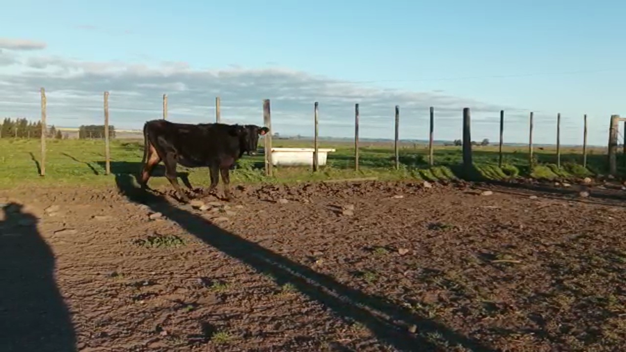 Lote (Vendido)7 Terneras HOLANDO a remate en 5to remate por pantalla ENTRE MARTILLOS, San José