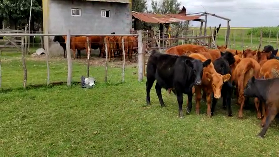 Lote 22 Terneros en Gral. Lamadrid, Buenos Aires