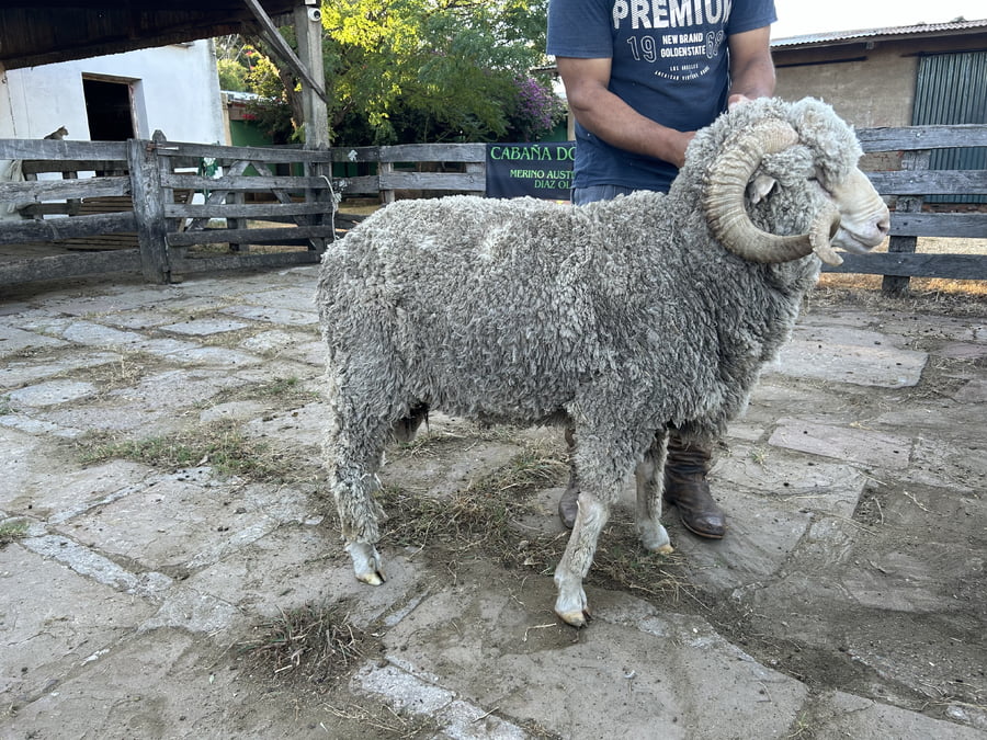Lote Borrego 4/6D (MO: Si)