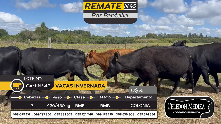Lote 7 Vacas de Invernada en Carmelo, Colonia