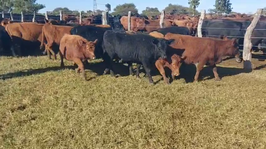 Lote 85 Terneras