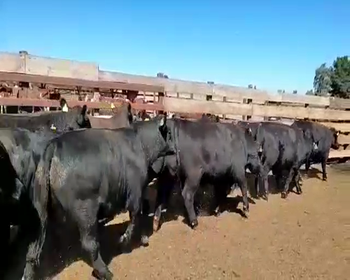 Lote 20 Novillo Gordo en Los Ángeles, VIII Región Biobío