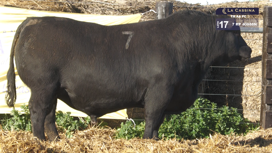 Lote TOROS ANGUS PURO CONTROLADO