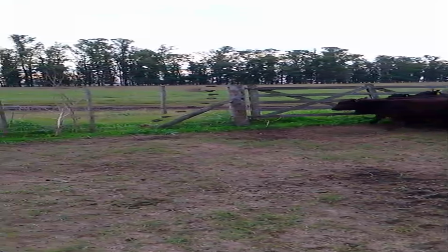 Lote 50 Terneros/as en Gral. Belgrano