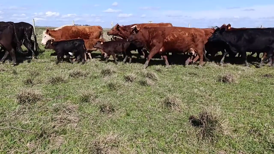 Lote 100 Piezas de cría en Cuchilla del Ombú, Tacuarembó