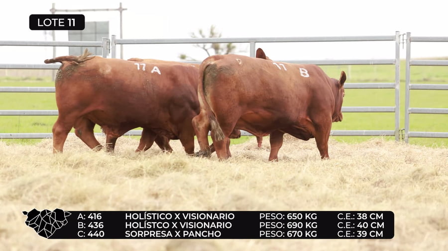 Lote Lote 11
