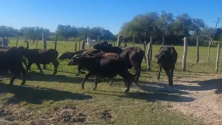 Lote 45 Búfalos en Chaco, Cote Lai