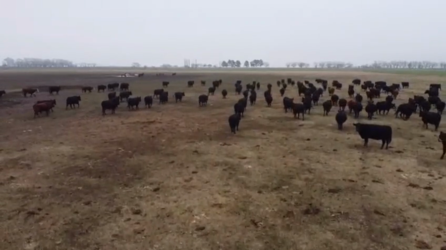 Lote 100 VACA MEDIO USO Y MAS DE 1/2 USO CON PREÑEZ DE 7 MESES .
