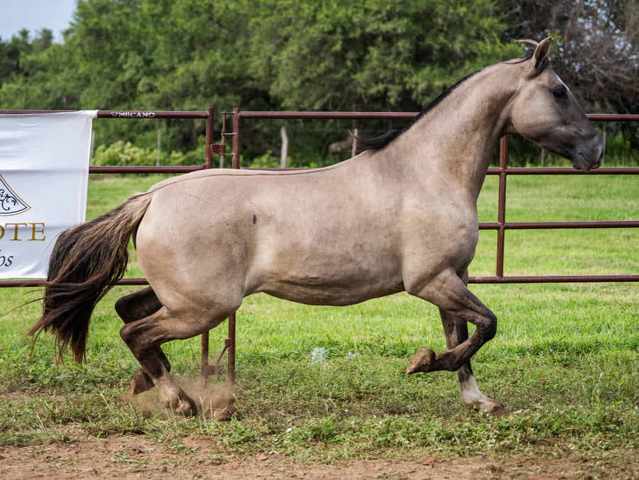 Lote SIRIGOTE ESCOBA E PAJA