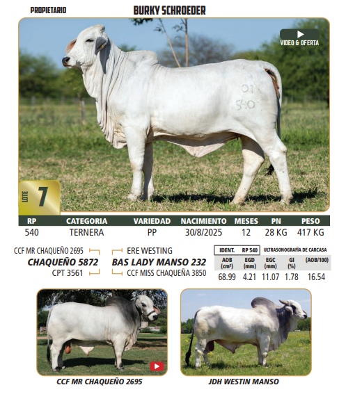 Lote LOTE 7