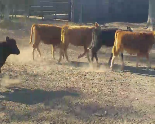 Lote 7 Terneras en Daireaux, Buenos Aires