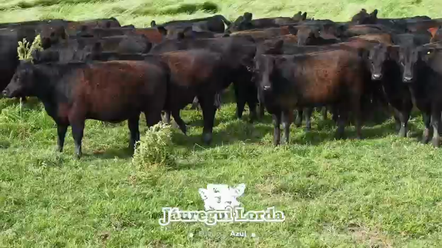 Lote 66 Novillitos y vaquillonas