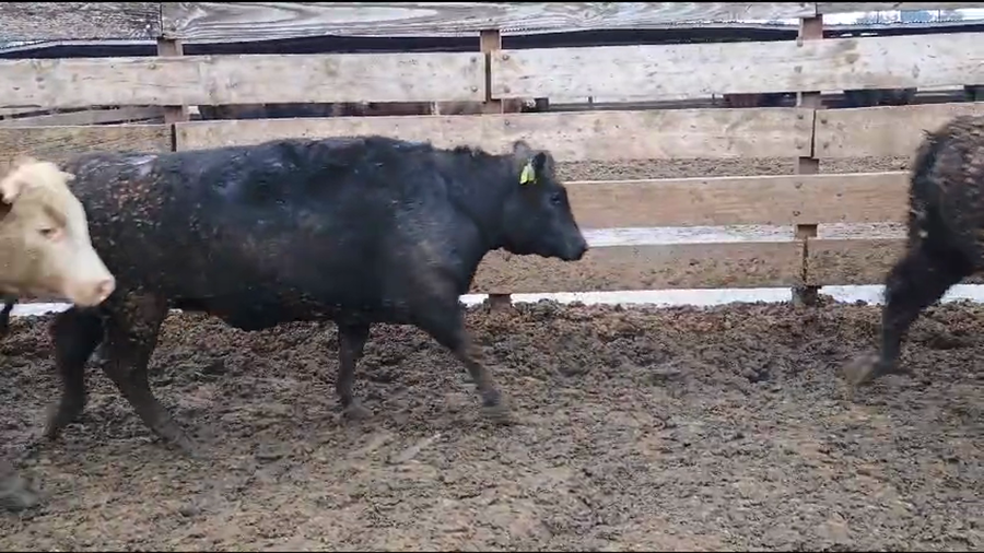 Lote 17 Vaquilla Gorda en Los Ángeles, VIII Región Biobío