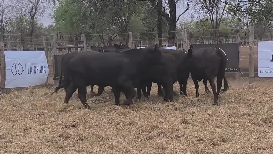 Lote Vaquillona preñada