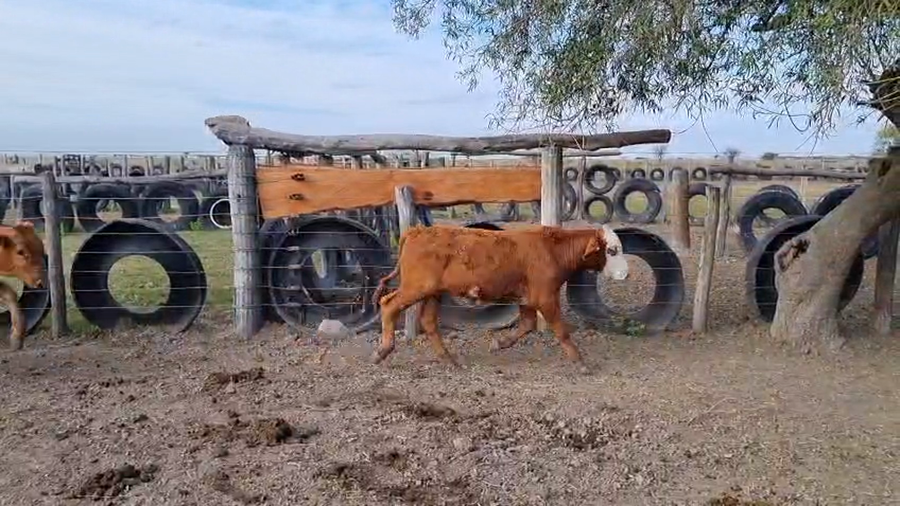 Lote 70 Castrados