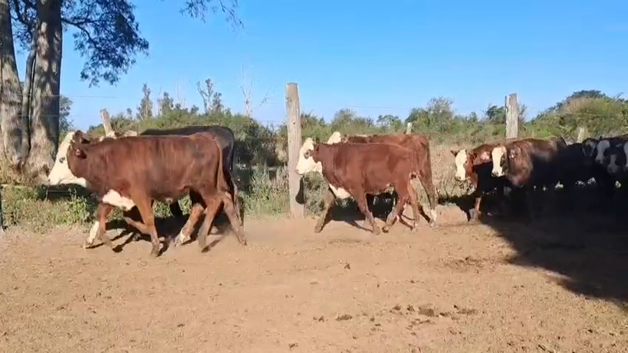 Lote 120 Terneros