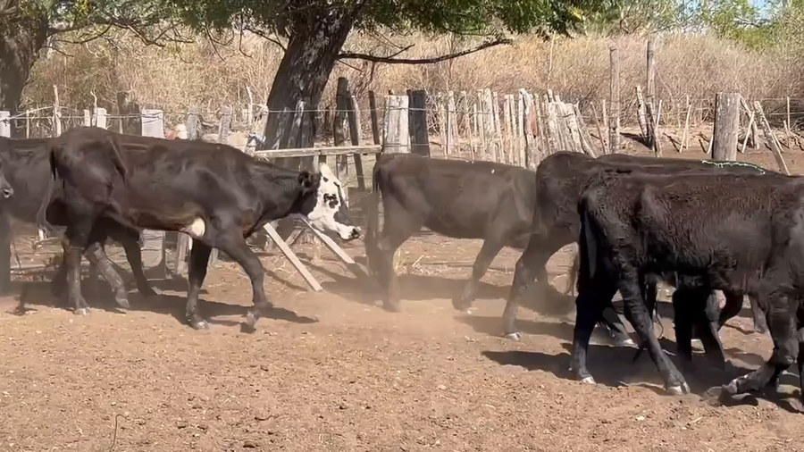 Lote 55 Vaquillonas 1 a 2 años en Paraje Palma Sola, Artigas