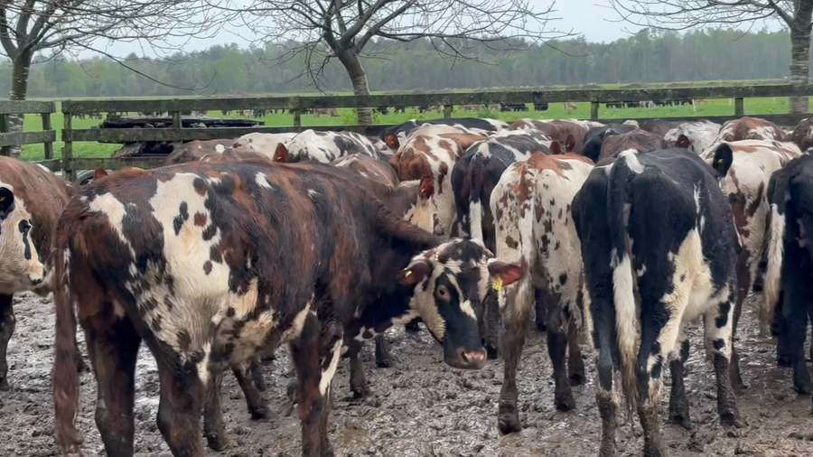 Lote 54 Vaquilla Engorda en Paillaco, XIV Región Los Ríos