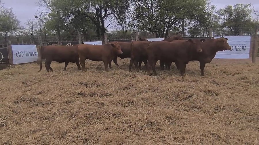 Lote Vaquillona preñada
