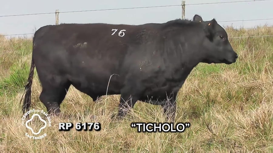 Lote Toro Aberdeen Angus SA de 3 años
