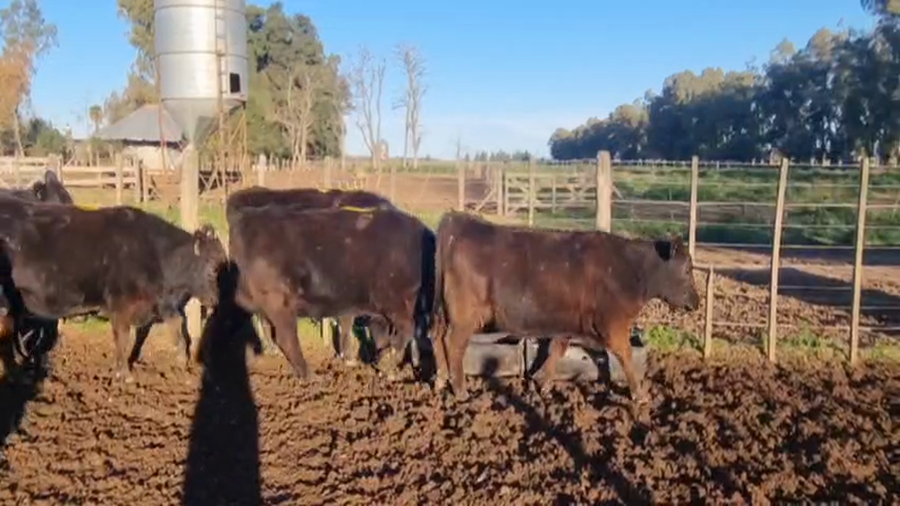 Lote 10 Vacas nuevas Preñadas en Brandsen, Buenos Aires