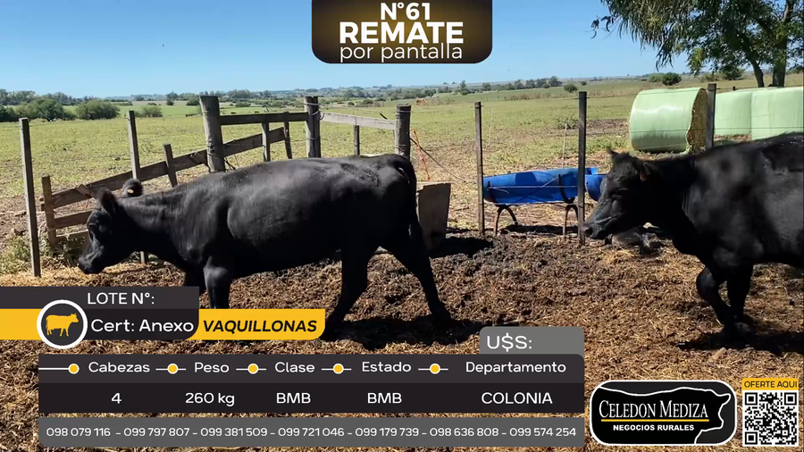 Lote 4 Vaquillonas  en Piedra Chata, Colonia