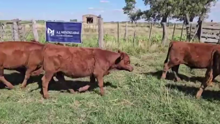 Lote 81 TERNS. MACHOS Y HEMBRAS, DAIREUX, PCIA. BS. AS.