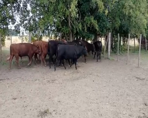 Lote (Vendido)Terneros ANGUS a remate en 2da Pantalla ENTRE MARTILLOS 210kg -  en CAMINO DE LA COSTA