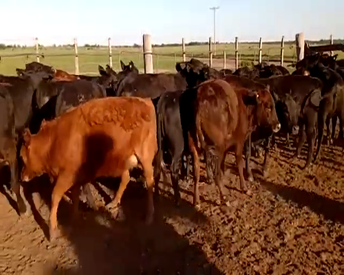 Lote (Vendido)24 Terneras a remate en Primer Remate Virtual, Córdoba