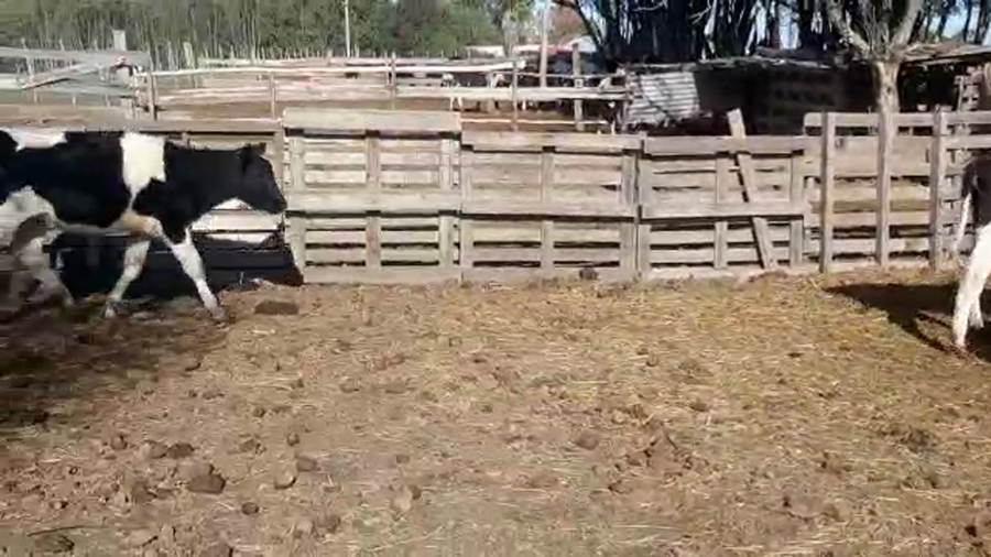 Lote 9 Terneras Holando