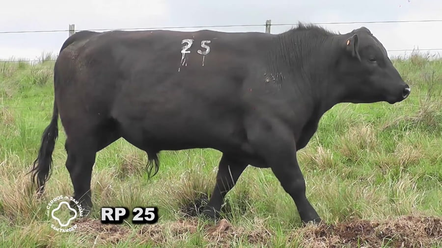 Lote Toro 2 años | S.A.