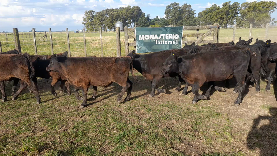 Lote 40 Terneros en Benito Juarez