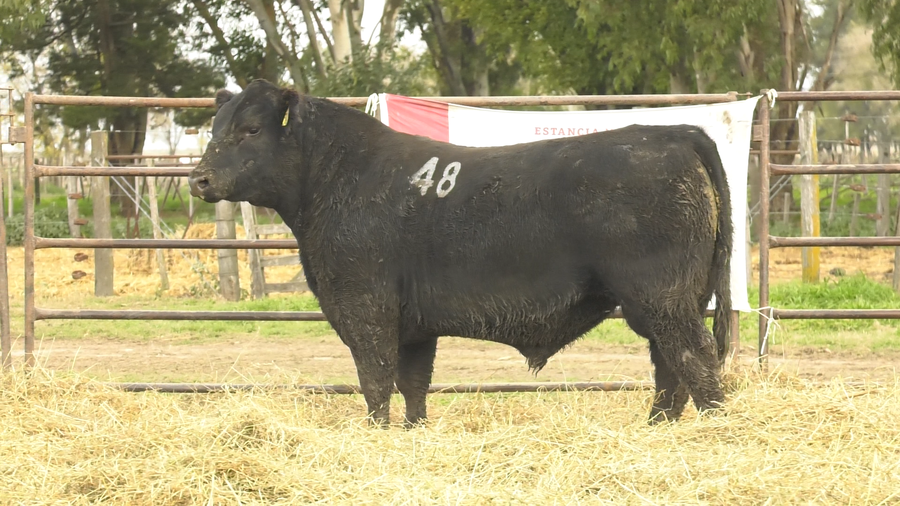 Lote TOROS ANGUS NEGROS  PC
