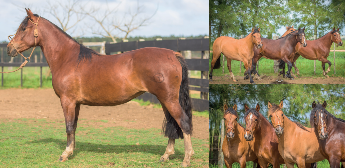 Lote EL GAVILÁN OLAVARRÍA