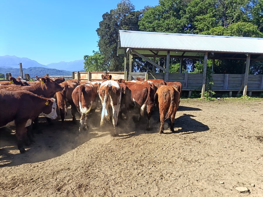 Lote 50 Vaquilla Engorda en Futrono, XIV Región Los Ríos