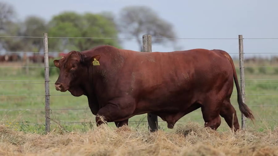 Lote Toros Brangus - Cabaña Los Guasunchos